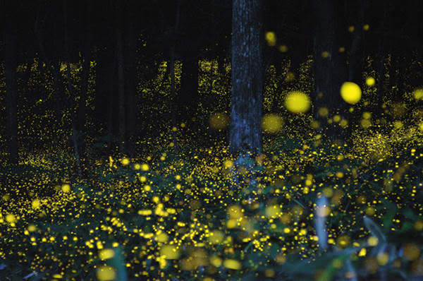 Fireflies festival