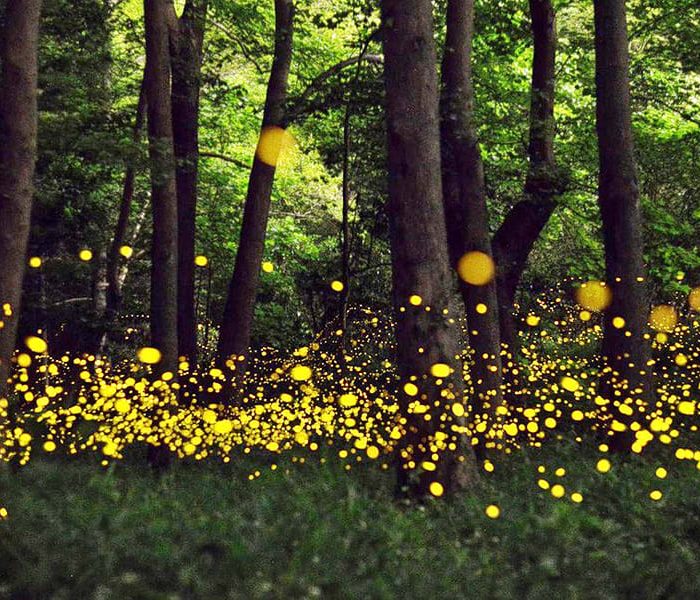 Fireflies Night Trek