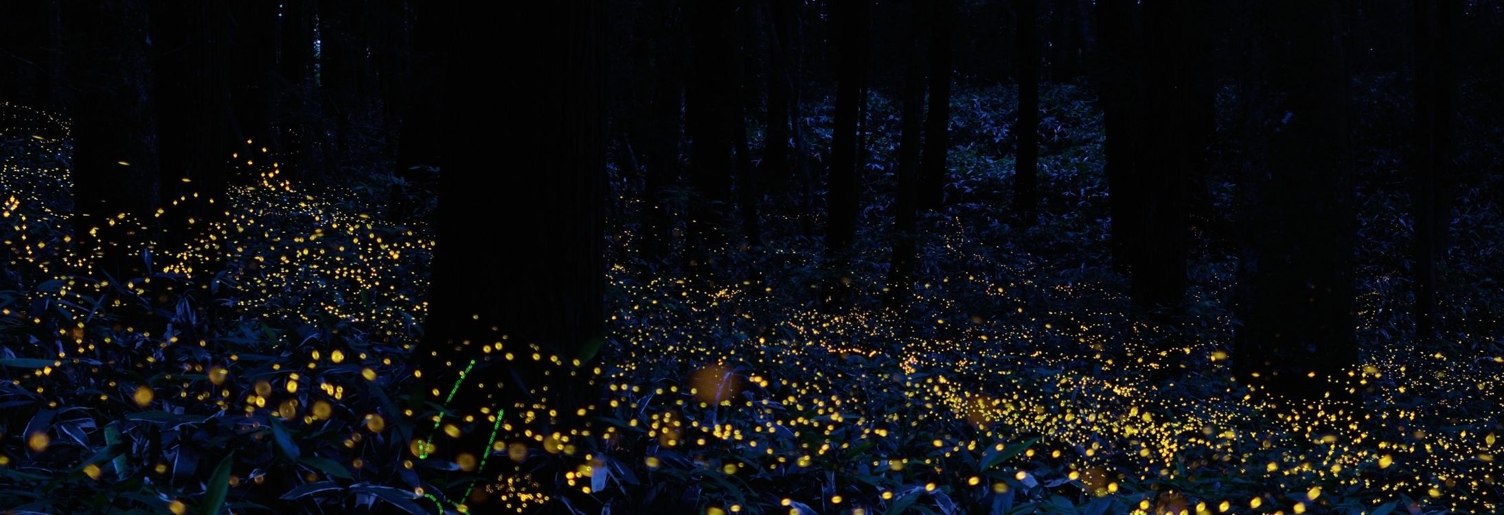 Bhandardara Fireflies
